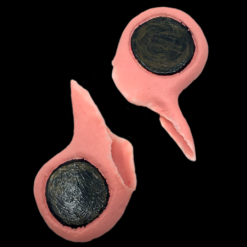 Ears - Black Label Latex, Piercing Gauge -Halloween Costumes Sales ears black label latex piercing gauge 2